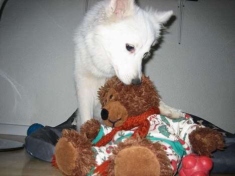 Dansk Spids Berta - Jeg kan så godt lide bløde bamseører billede 19