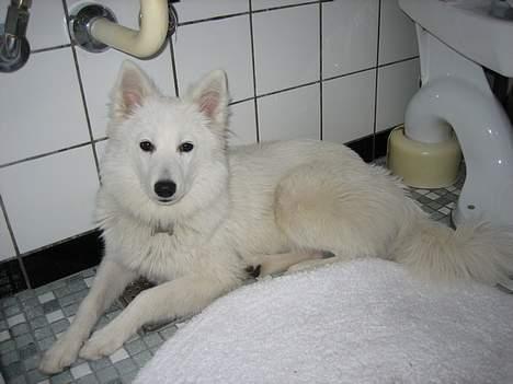Dansk Spids Berta - Jeg elsker at ligge på det kolde badeværelsesgulv billede 20