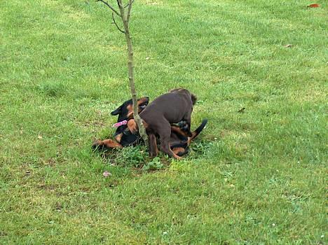 Dobermann Tempo - **NYT 6/4 - 06** haha billede 13