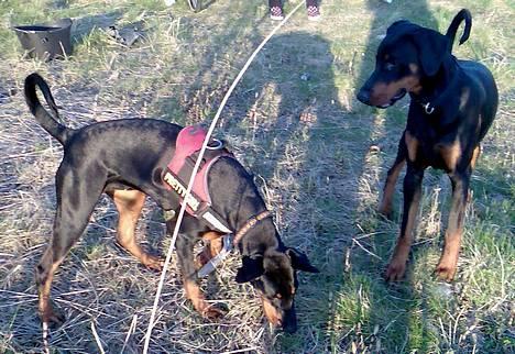 Dobermann Tempo - **NYT 11/4 - 07**  Sammy er min beeedste ven billede 14