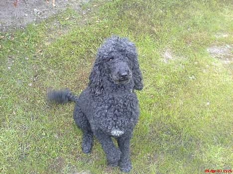 Storpuddel Kicki Død:'( - Den elsker at få taget billeder hehe:D billede 1