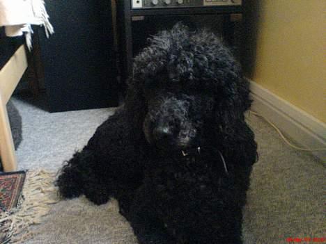 Storpuddel Kicki Død:'( - Slapper af Og tænker vidst: Hva fanden vil du nu..:D billede 2