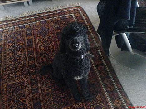 Storpuddel Kicki Død:'( billede 3