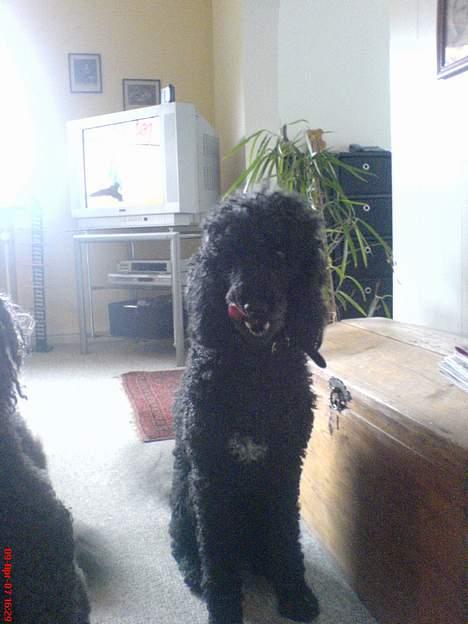 Storpuddel Kicki Død:'( billede 4