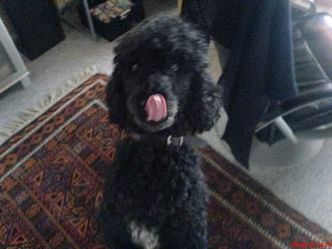 Storpuddel Kicki Død:'( - Får sig lige slikket om Munden, da jeg står med en godbid.. billede 5