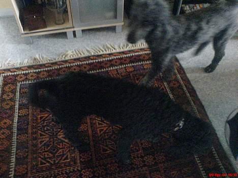 Storpuddel Kicki Død:'( - Kicki og Cicta på ballede igen haha:D billede 6