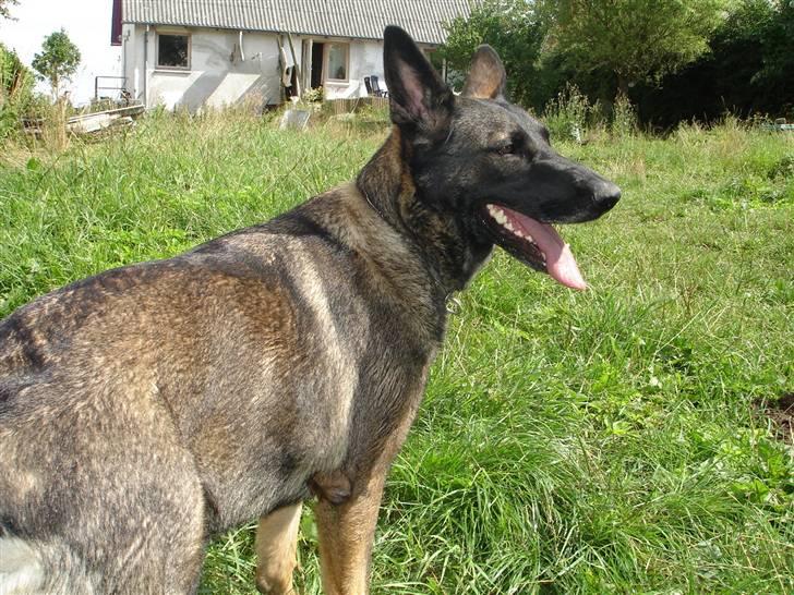 Schæferhund Kumani Athena billede 1