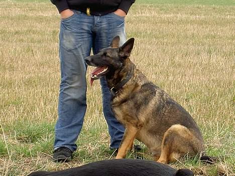 Schæferhund Kumani Athena billede 2