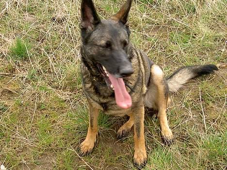 Schæferhund Kumani Athena billede 3