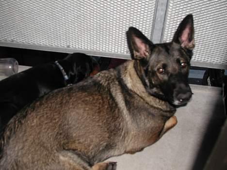 Schæferhund Kumani Athena billede 4