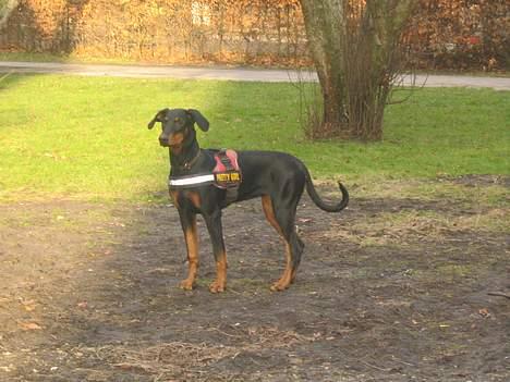 Dobermann Tempo billede 16