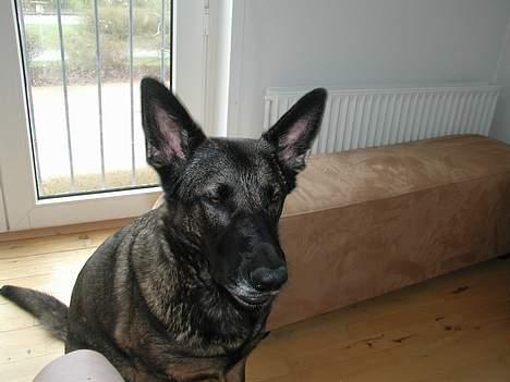 Schæferhund Kumani Athena billede 5