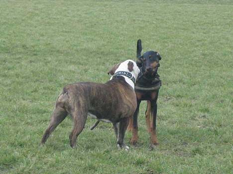 Dobermann Tempo - Tempo &&´ Missy <3 billede 17