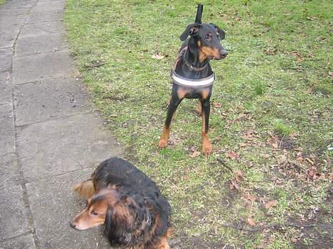 Dobermann Tempo - Tempo &&´ Viktor <33 billede 18