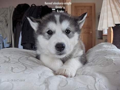 Alaskan malamute Gimle´s Kraka # død dece# - Kraka 7 uger billede 1
