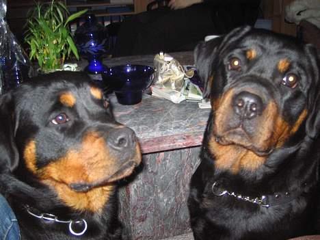 Rottweiler Anaya billede 6