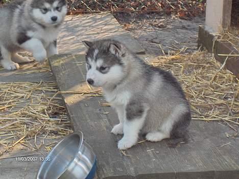 Alaskan malamute Gimle´s Kraka # død dece# - Kraka 6 uger billede 2