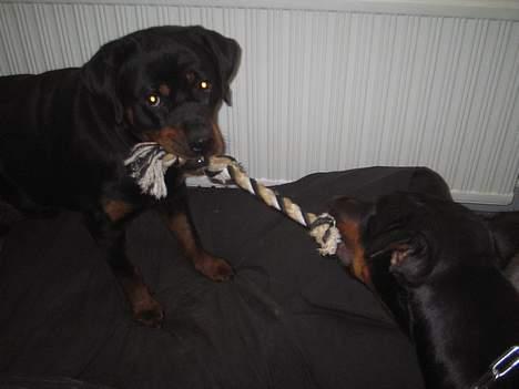 Rottweiler Anaya billede 7