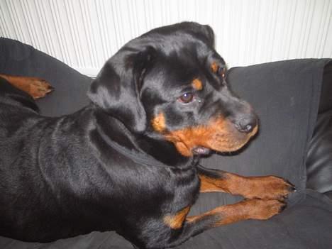 Rottweiler Anaya billede 8