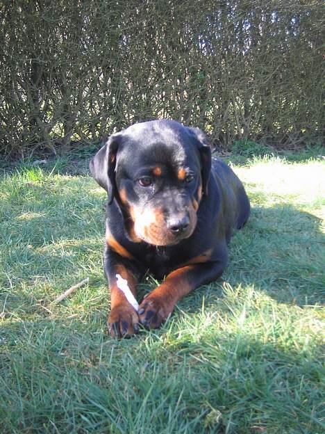 Rottweiler Anaya billede 9