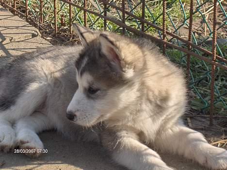 Alaskan malamute Gimle´s Kraka # død dece# - Kraka 7 uger billede 3