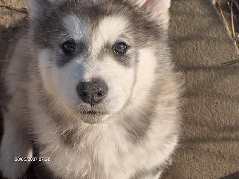 Alaskan malamute Gimle´s Kraka # død dece# - Kraka 8 uger billede 4