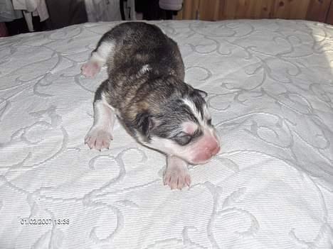 Alaskan malamute Gimle´s Kraka # død dece# - Kraka 1 dag gammel billede 5