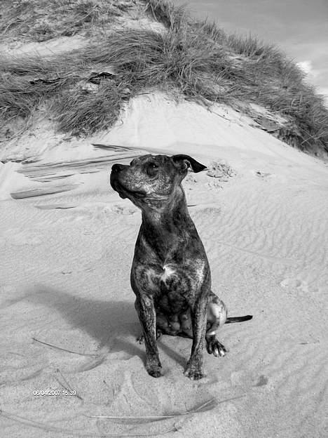 Amerikansk staffordshire terrier ¤ Nala ¤ (7Soveren) billede 11