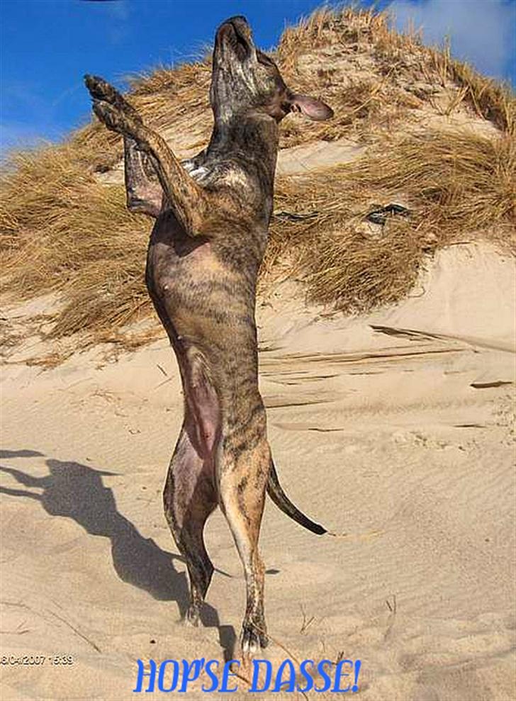 Amerikansk staffordshire terrier ¤ Nala ¤ (7Soveren) billede 12