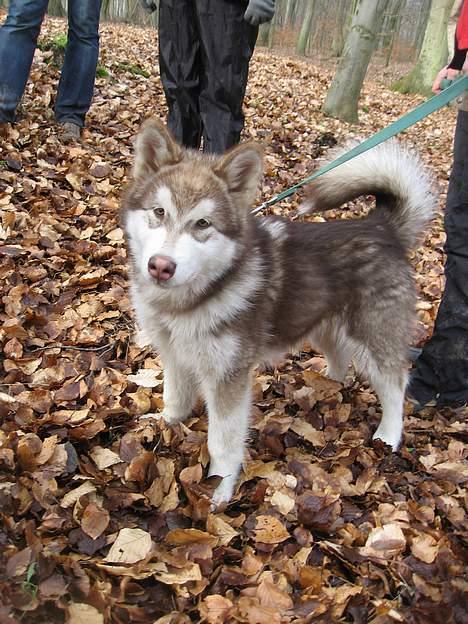 Alaskan malamute eagleeyed love over gold - Illja 5 mdr billede 14