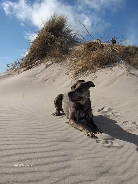 Amerikansk staffordshire terrier ¤ Nala ¤ (7Soveren) billede 13