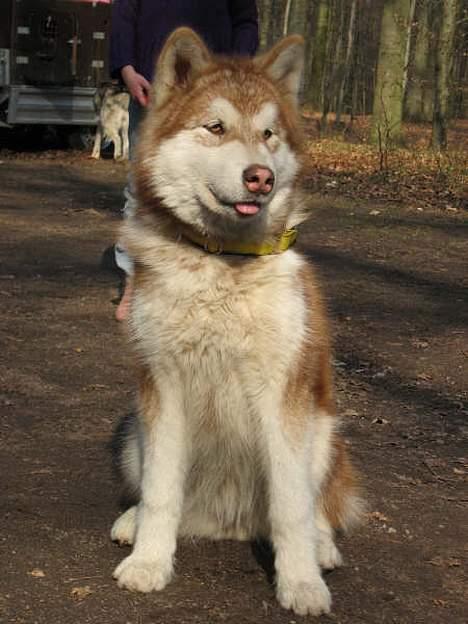 Alaskan malamute eagleeyed love over gold - Illja 6 mdr billede 15