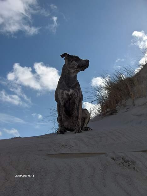 Amerikansk staffordshire terrier ¤ Nala ¤ (7Soveren) billede 14