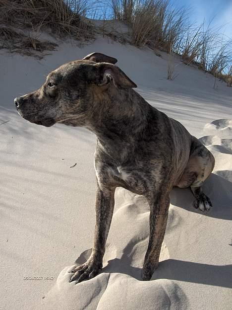 Amerikansk staffordshire terrier ¤ Nala ¤ (7Soveren) billede 15