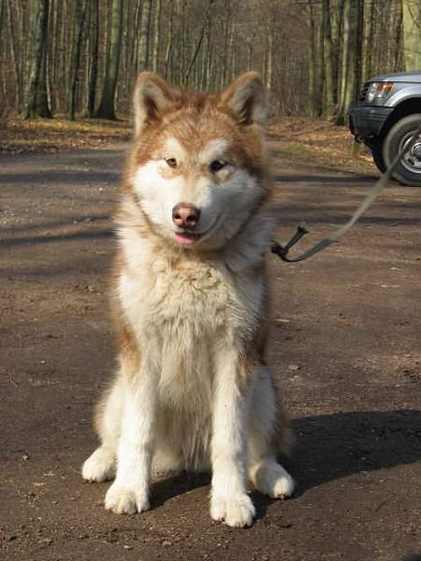 Alaskan malamute eagleeyed love over gold - Illja 6 mdr billede 16