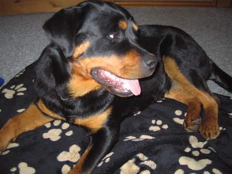 Rottweiler Emma billede 7