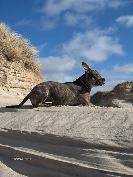 Amerikansk staffordshire terrier ¤ Nala ¤ (7Soveren) billede 16