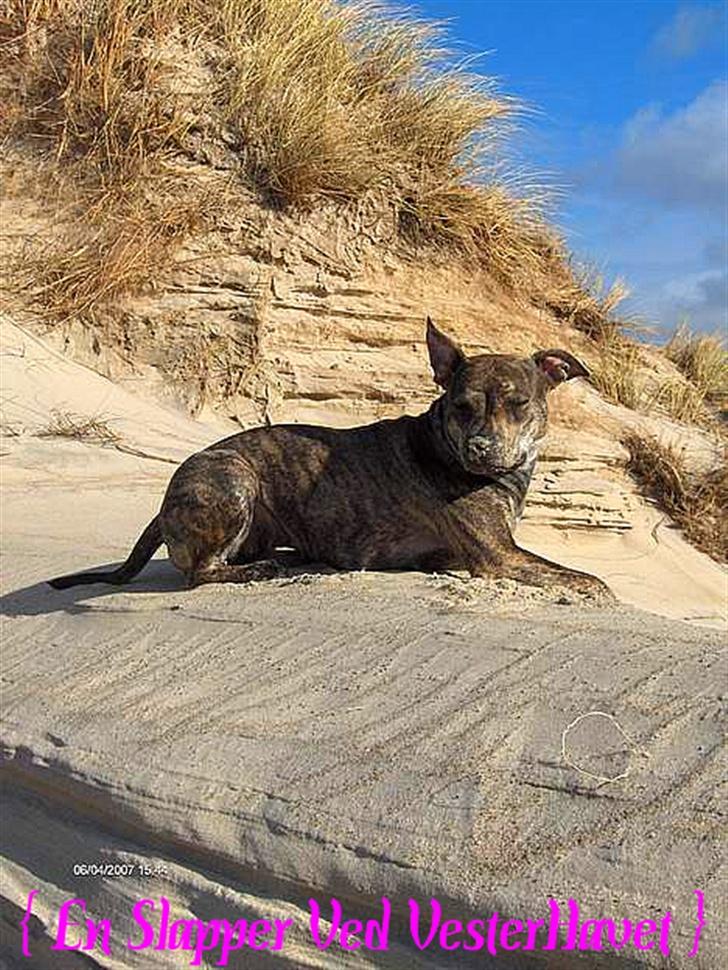 Amerikansk staffordshire terrier ¤ Nala ¤ (7Soveren) billede 17