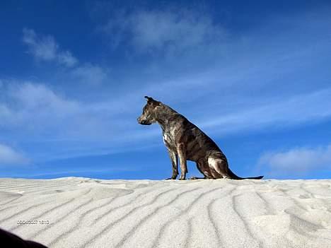 Amerikansk staffordshire terrier ¤ Nala ¤ (7Soveren) billede 18