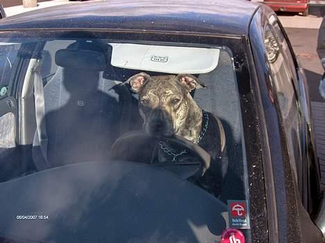 Amerikansk staffordshire terrier ¤ Nala ¤ (7Soveren) billede 19