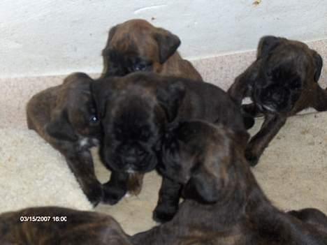 Boxer Ozzie - får kys og slik og mys og uhh ha af alle søskende! det er så hyggeligt sammen med dem syntes jeg :) billede 7