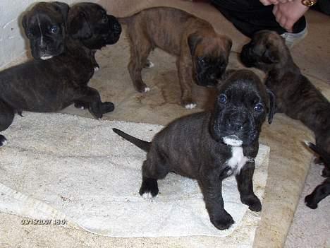 Boxer Ozzie - Er det mig du kigger på mor? billede 8