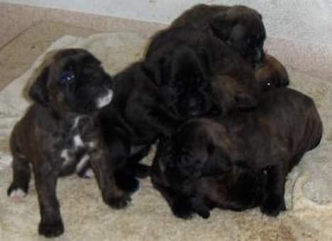 Boxer Ozzie - Gider altså ikk lige nu.. det klør!! billede 9