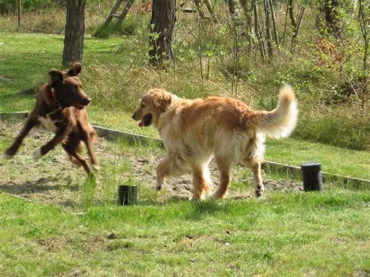 Blanding af racer Sigge - Nejj..Uhha..Hvad har du gang i Emeliy..du må ikk springe på mig vel? billede 12