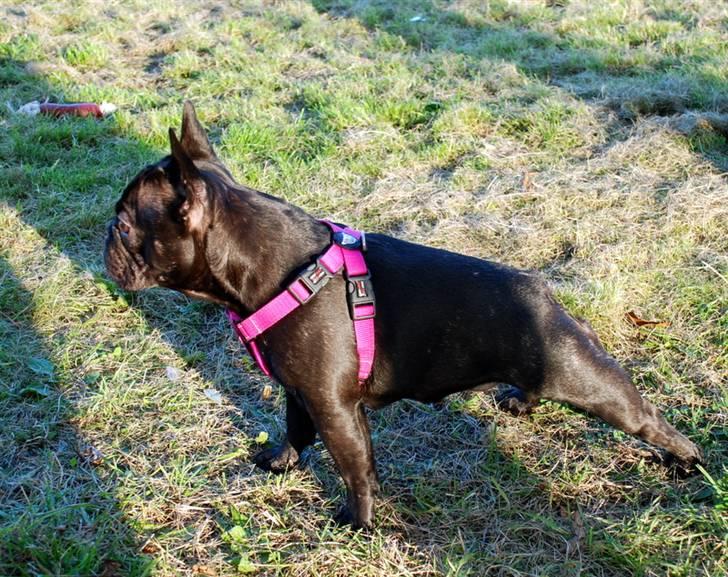 Fransk bulldog Helimo's Mocca billede 19