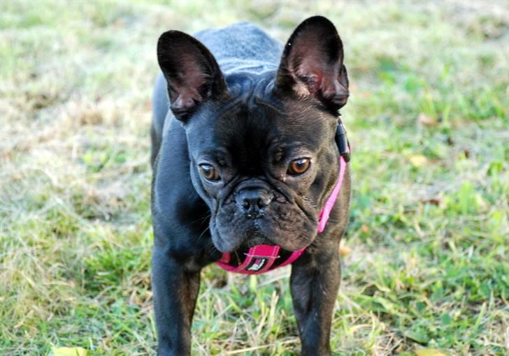 Fransk bulldog Helimo's Mocca billede 20