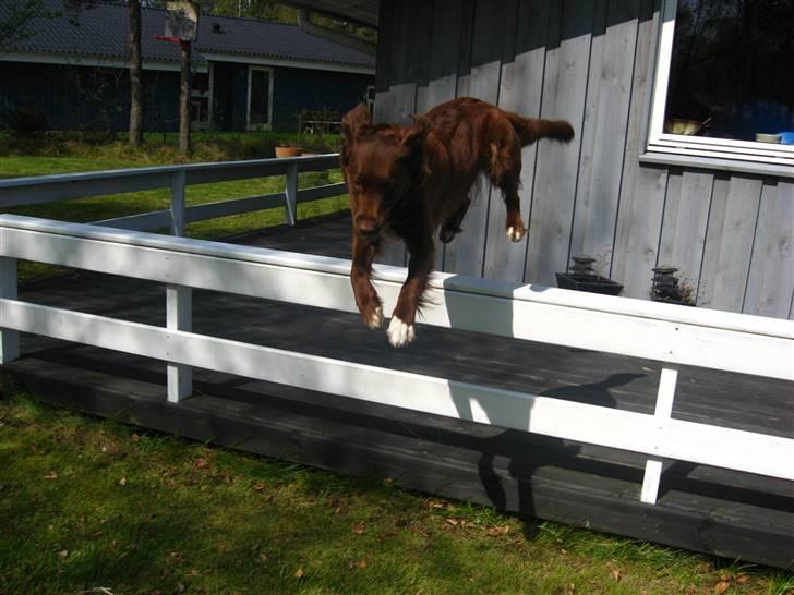 Blanding af racer Sigge - Tjaa..sådan kommer man hurtig ned til Louise..Lidt akavet spring måske?? billede 13