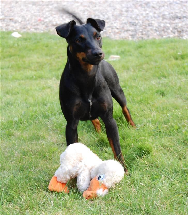 Tysk jagtterrier IDUN Rogowskie Jeziora - Tjah, det var så dén bamse der måtte lade livet.....  billede 15