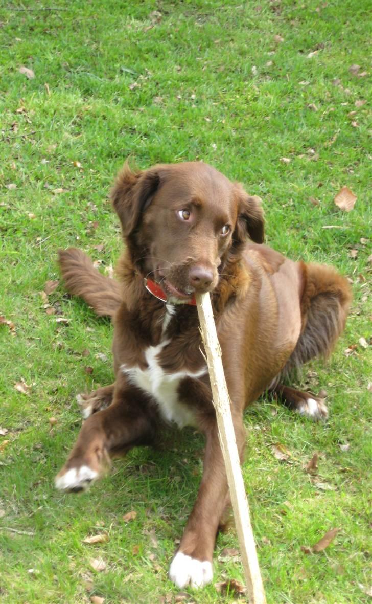 Blanding af racer Sigge - Nuu..gør det vel ikk noget jeg har taget den her pind vel?? billede 14