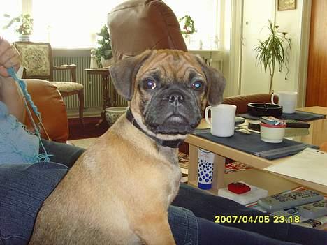 Blanding af racer Magnus - Altså mor, altid med det kamera billede 1